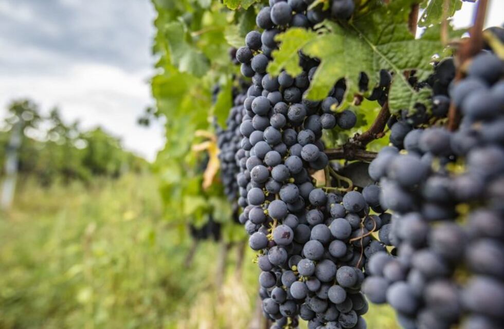 Mendoza tiene la mayor cantidad de Bonarda, la segunda variedad tinta de la Argentina