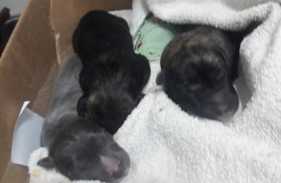 Arrojó a la basura una bolsa llena de cachorritos: murieron cinco