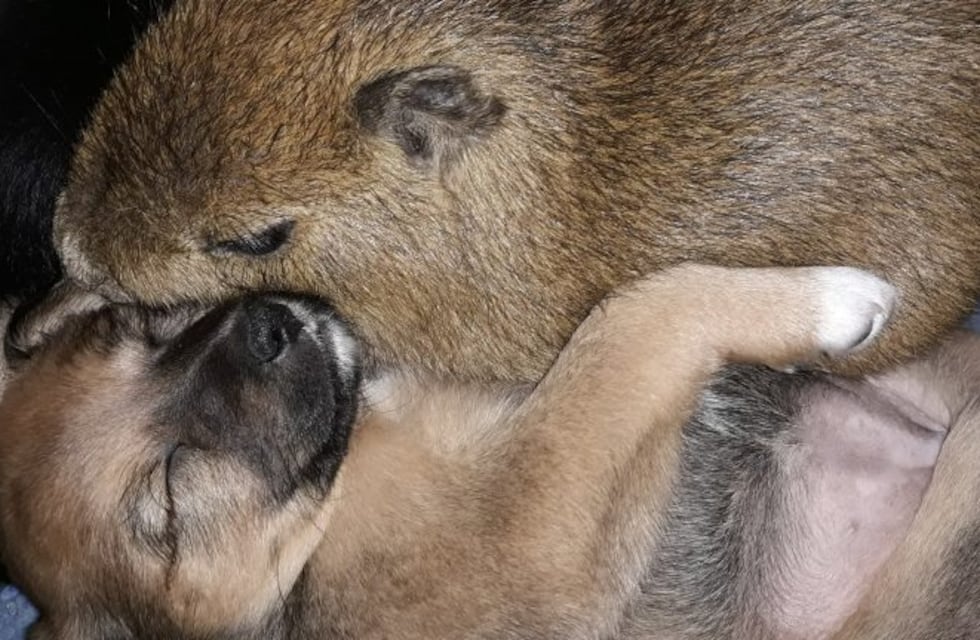 La tierna historia de un carpincho criado entre perros que se hizo viral