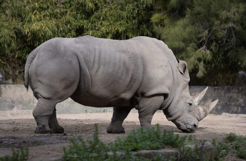 Murió Gaspar, el último rinoceronte que quedaba en el exzoológico porteño