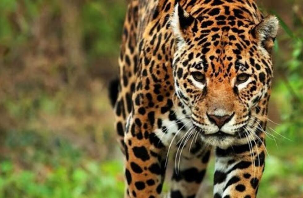 Salto Encantado: arrancó el proyecto "Yaguareté, cuidado compartido"
