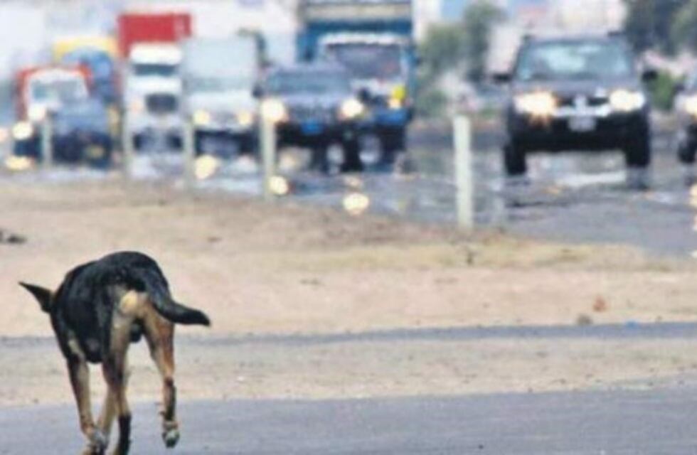 Paró para rescatar a un perro en la ruta y provocó un choque en cadena en México