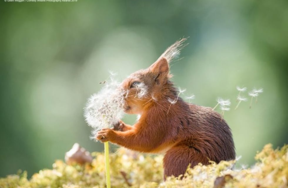 Las fotos de animales más tiernas y divertidas