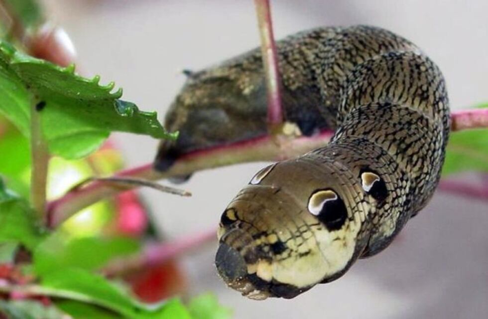 Sorpresa en el norte santafesino por la aparición de una "oruga-serpiente"