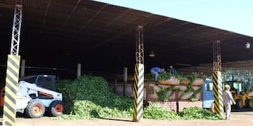 Comienzo de la cosecha de hoja verde de yerba en Andresito, Misiones\u002E )Telenorte)