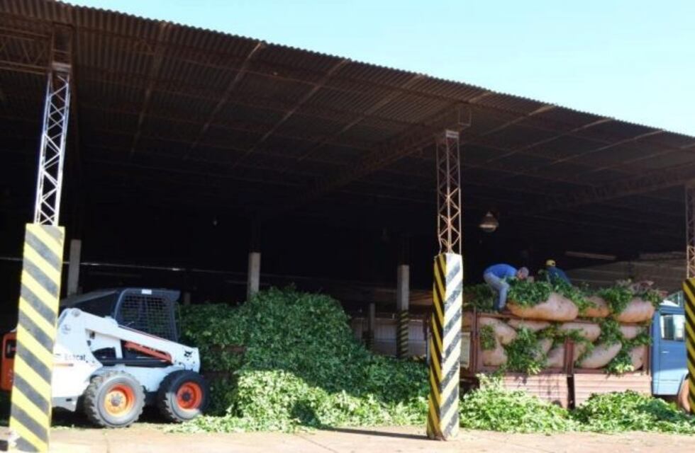En Andresito ya comenzó la zafra, con tareferos locales y pagando un 10 % más la hoja de yerba