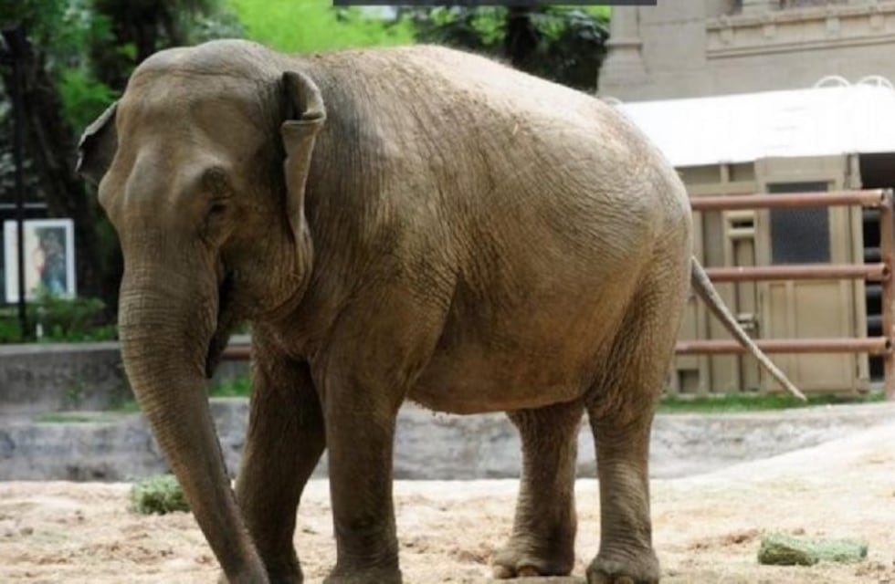 Liberarán a un elefante en el Mato Grosso y en su viaje pasará por Iguazú