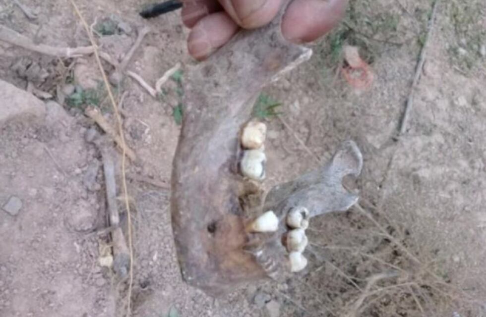 Caso Perassi: analizan nuevos restos óseos hallados en San Lorenzo