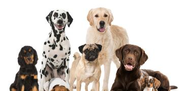 raza de perros