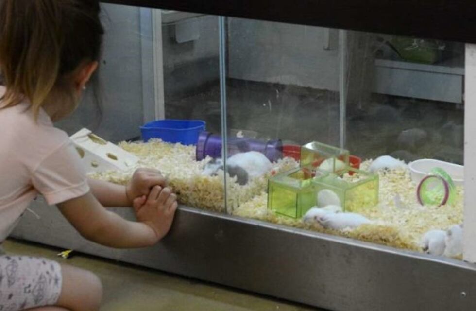 Guaymallén prohibió la exhibición de mascotas a la venta