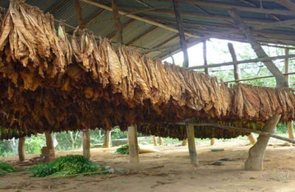 Depositan más de 300 millones de pesos para pago a tabacaleros