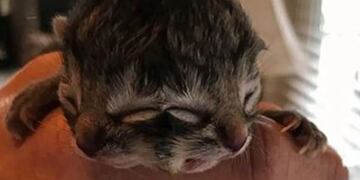 Biscuit, el gato que nació con dos caras y conmueve al mundo