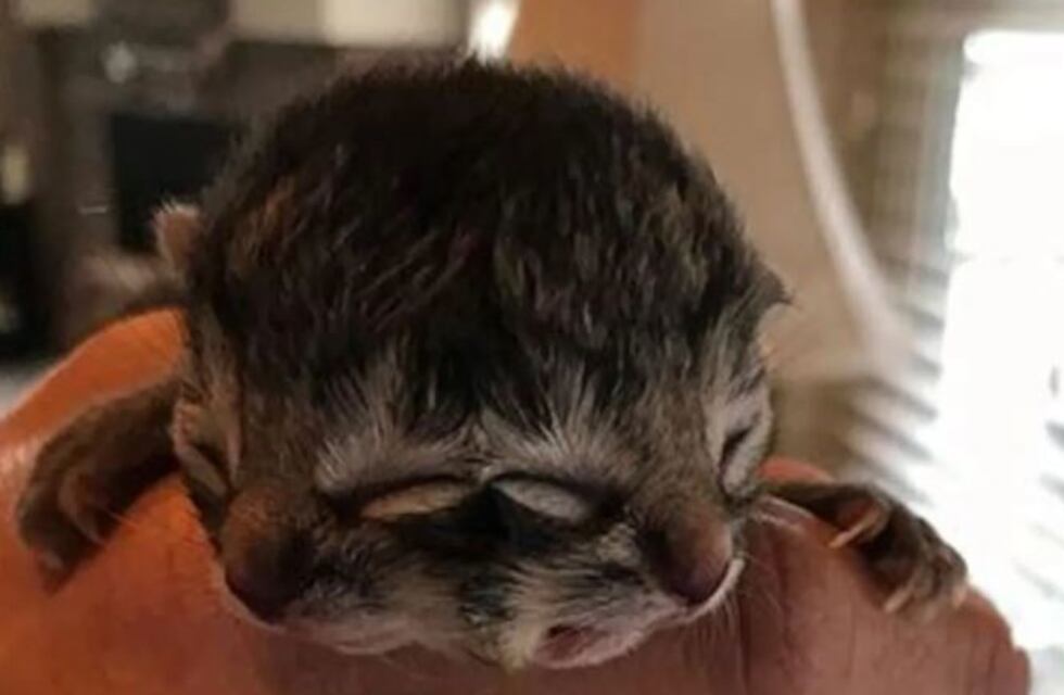 Biscuit, el gato que nació con dos caras y conmueve al mundo