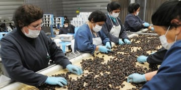 Ciruela: productores e industriales pueden acceder a subsidios para innovación tecnológica