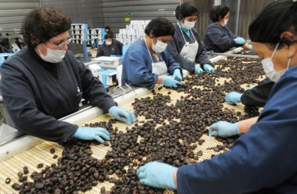 Ciruela: productores e industriales pueden acceder a subsidios para innovación tecnológica