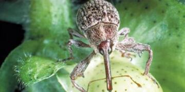Recuerdan fechas de siembra para enfrentar al picudo del algodonero