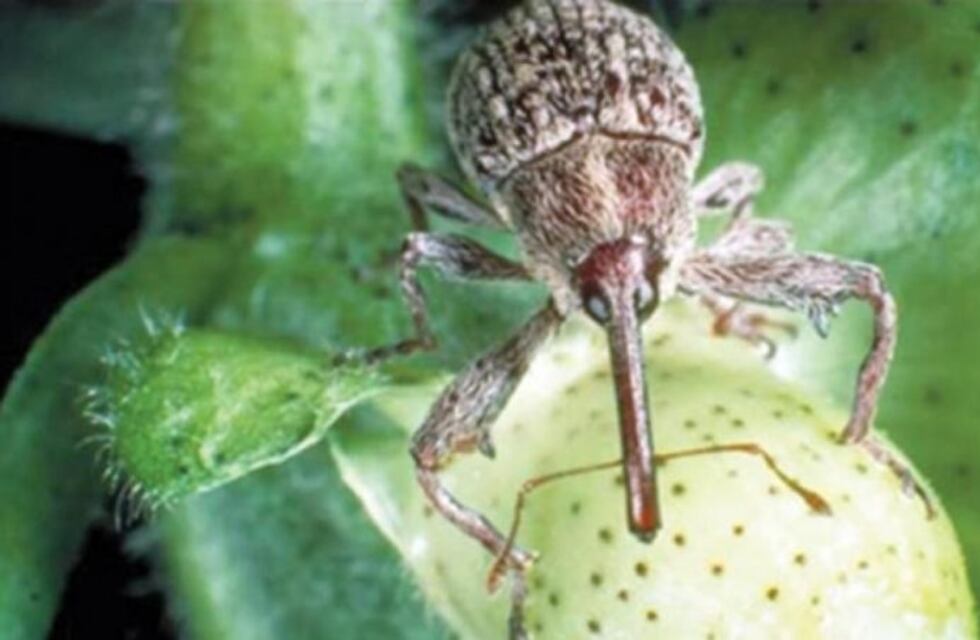 Recuerdan fechas de siembra para enfrentar al picudo del algodonero