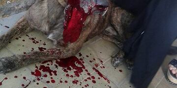 Perro lastimado en la manifestaciu00f3n.