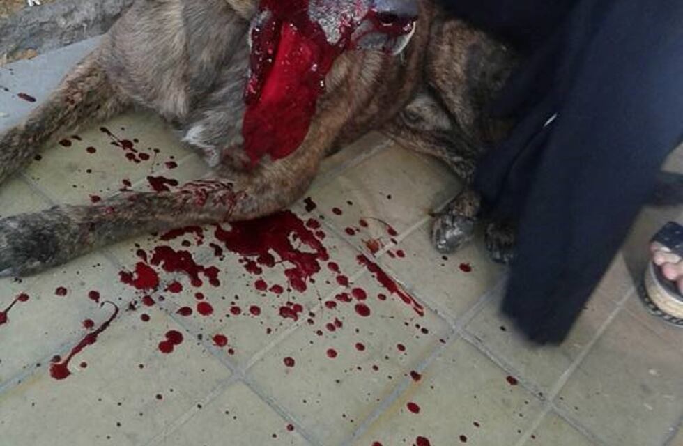 Está grave el perro lastimado con un petardo en la manifestación de municipales