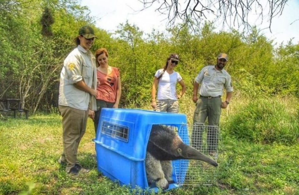 Liberaron un oso hormiguero en El Impenetrable
