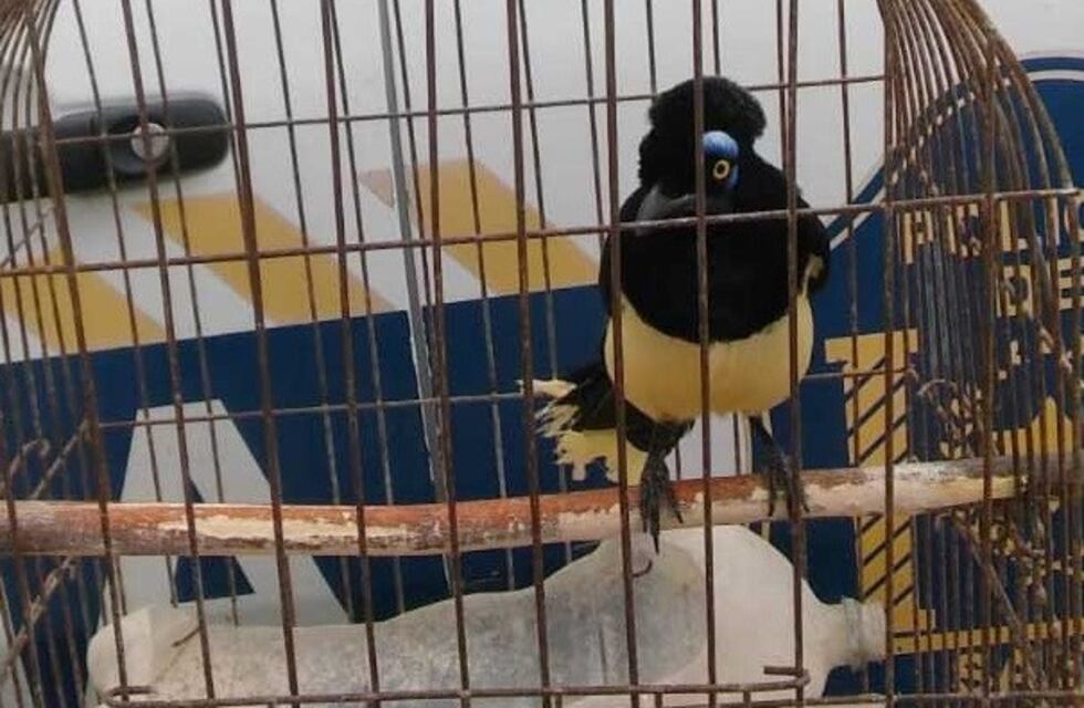 La Policía Rural de Salta rescató aves silvestres y las devolvió a su hábitat