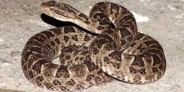 Una yarará mordió a un policía en La Pampa (diariouno)