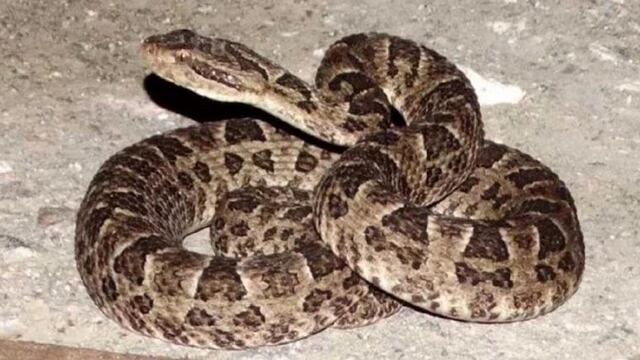 Una yarará mordió a un policía en La Pampa (diariouno)