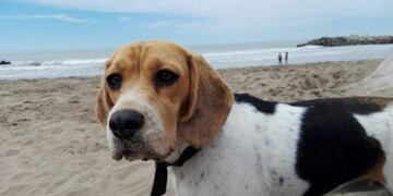 Gala, la perrita que se había perdido en Mar del Plata y apareció en Buenos Aires\u002E Foto: Facebook