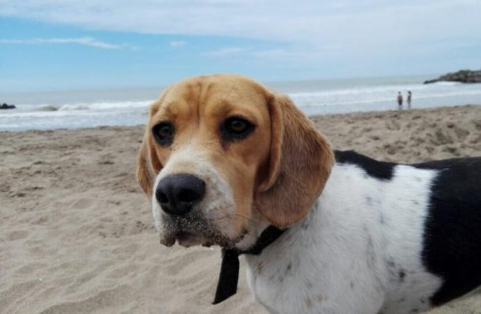Perdieron a su perra hace cuatro meses en Mar del Plata y la hallaron en Buenos Aires