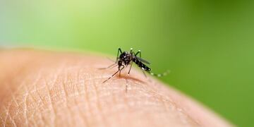 Corrientes tiene 101 casos de dengue confirmados\u002E