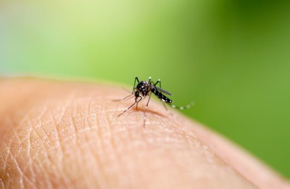 Dengue: confirmaron 27 casos en Santiago del Estero