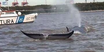 Apareció una ballena en el Río Paraná, en Escobar (Web)