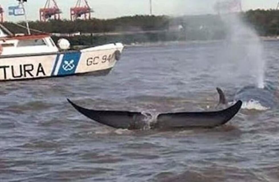 Una ballena se extravió, llegó al Río Paraná y murió a la altura de Escobar