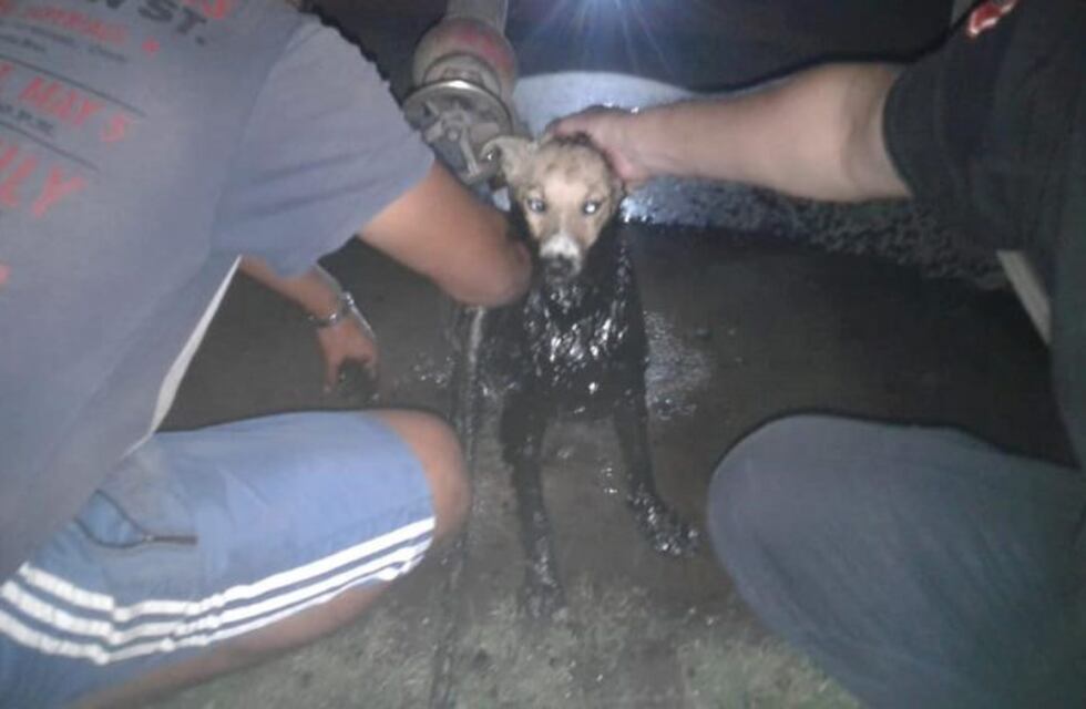 Salvaron de morir a un perro que cayó a una cava con brea