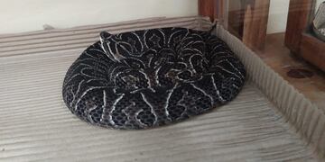 El 80% de las serpientes del país habitan las provincias del NEA\u002E (Departamento de Prensa de la UNNE)