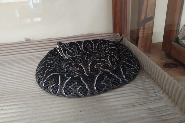 El 80% de las serpientes del país habitan las provincias del NEA\u002E (Departamento de Prensa de la UNNE)