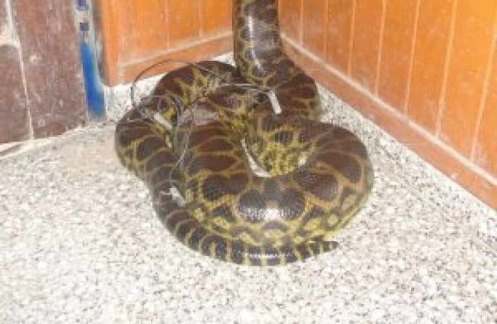 El verano trae alacranes y serpientes: qué hacer para evitar picaduras