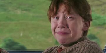 Viral: publican la foto de una araña que tiene cara de perro