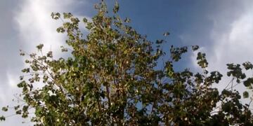 Clima en Caleta Olivia: como va a estar el tiempo esta semana