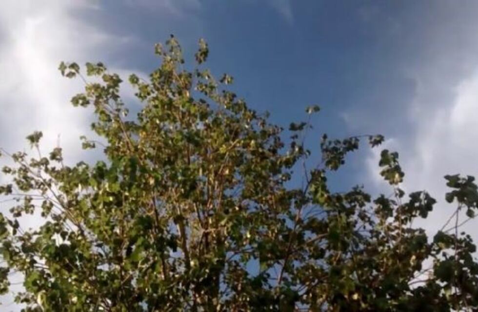 Clima en Caleta Olivia: como va a estar el tiempo esta semana