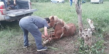 El operativo estuvo a cargo de los veterinarios de la Secretaría de Convivencia y Control Ciudadano local (Imagen ilustrativa)\u002E