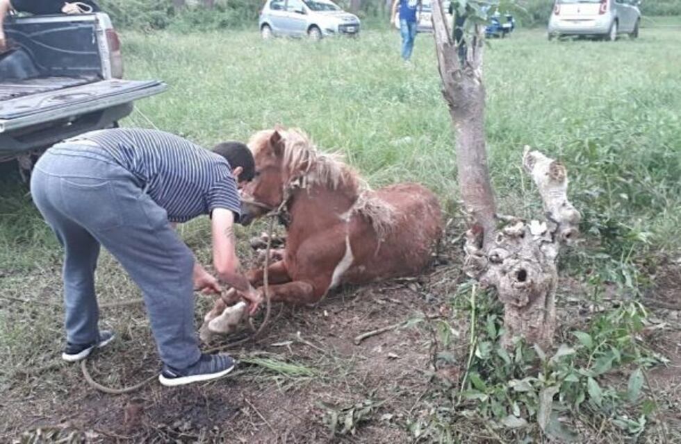 Maltrato animal en Los Hornos: la Municipalidad puso a resguardo a dos caballos que presentaban indicios de desnutrición