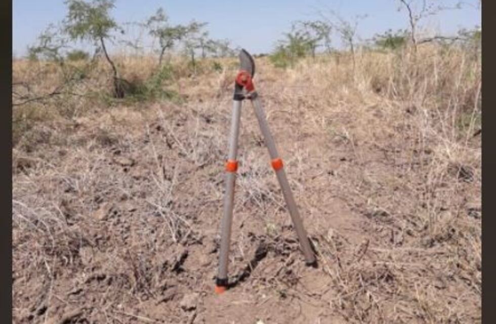 La especia nativa algarrobo blanco