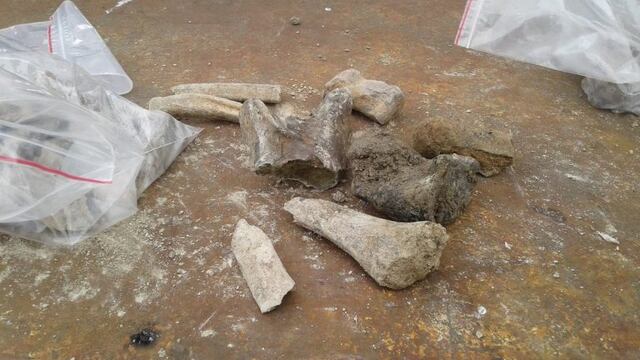 Los fósiles fueron descubiertos por pescadores la semana anterior\u002E (@sergionazzi)