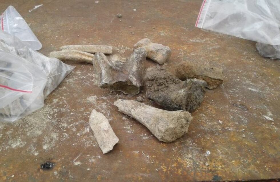 Atraparon a un grupo que trató de robar fósiles hallados en el Saladillo