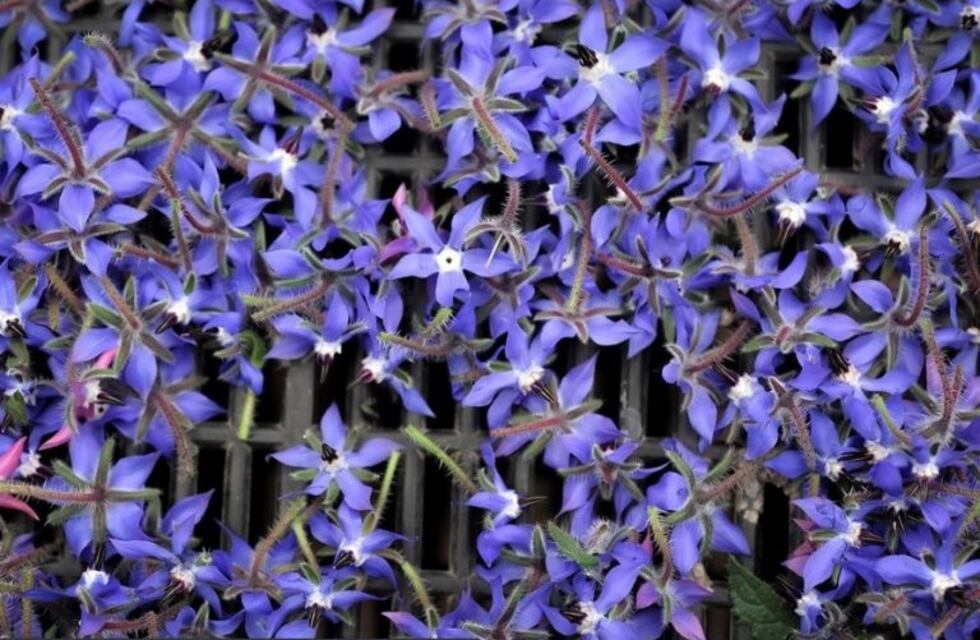 Tendencia: las flores comestibles, protagonistas del menú