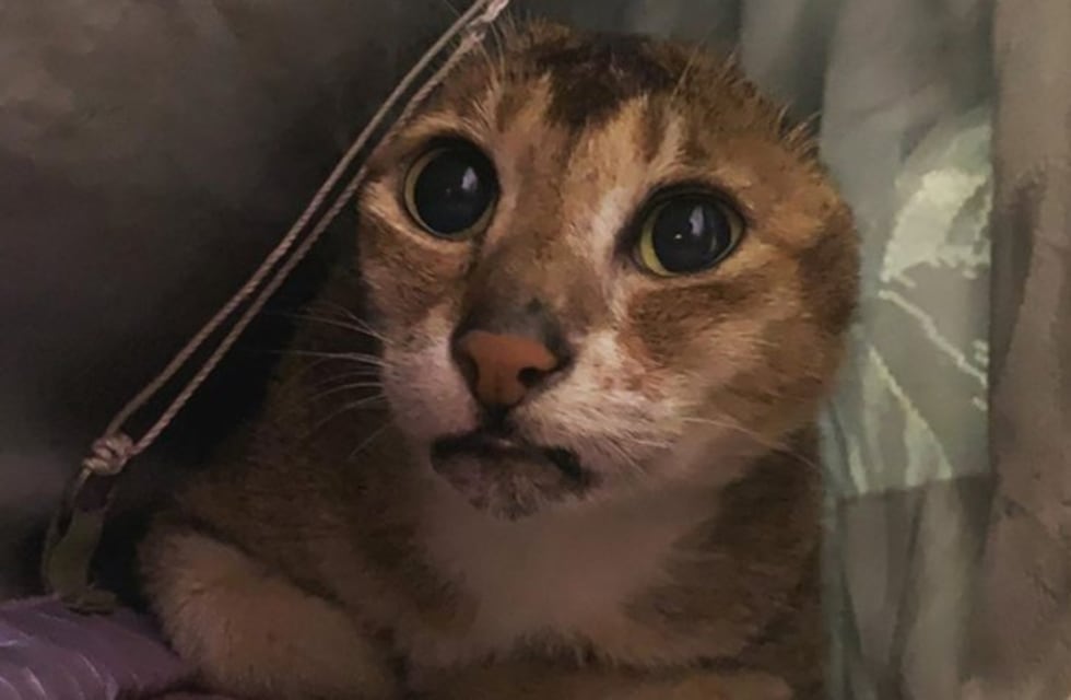 La tierna historia de un gato sin orejas que fue adoptado y se hizo famoso