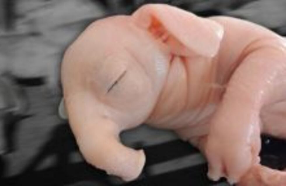 Nació un "chanchofante" en Pergamino y apuntan a los agroquímicos