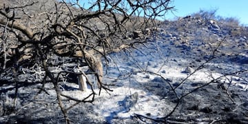 Después de los incendios forestales en San Luis\u002E