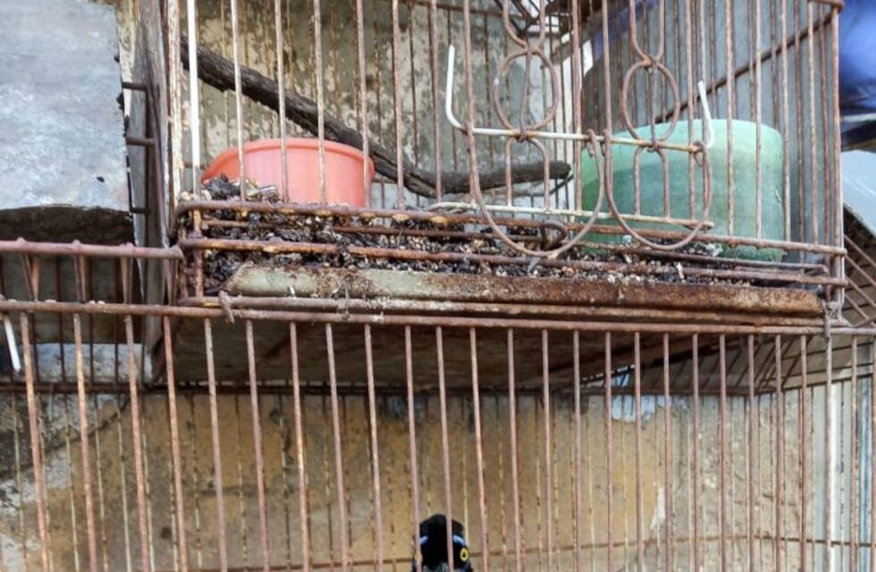 Rescataron más de cien aves silvestres cautivas en Ricardone